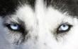 Husky